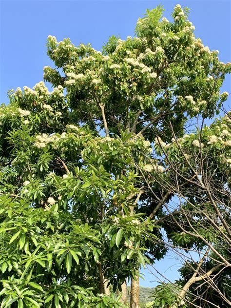 現在開花的樹|臺灣原生樹木推廣及媒合平臺